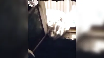 شاب مصري منحرف يتجسس على جارته وهي ملط في الحمام سكس نودز مصري