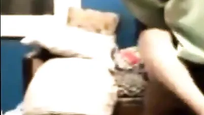 يزنق بنت عمه وعايز ينيكها بالعافية سكس مصري