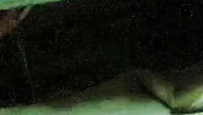 ٣ صحاب مصريين جايبين شرموطة الشقة سكس مصري xnxx