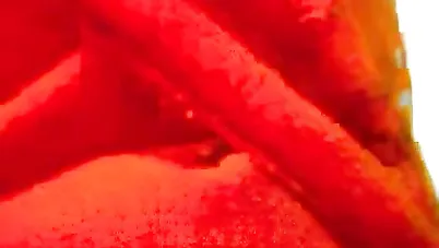 لبوة محجبة تتناك من المدير سكس مصري