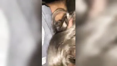 مصي كويس يا بنت اللبوة سكس مصري